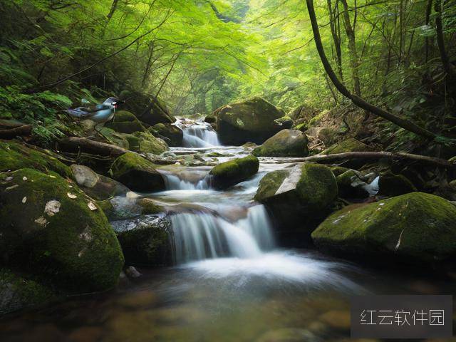 鸟鸣涧，自然之音与心灵的共鸣