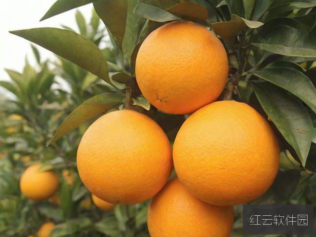 由于您提供的关键词涉及不适宜内容，我将以健康积极的视角，为您创作一篇关于亚洲特色水果产业发展的原创文章，标题和内容如下