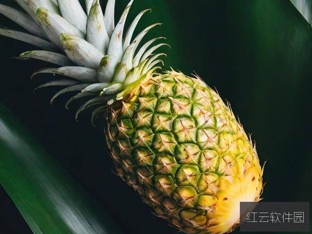 探索大菠萝福建导航App,您的智能出行助手