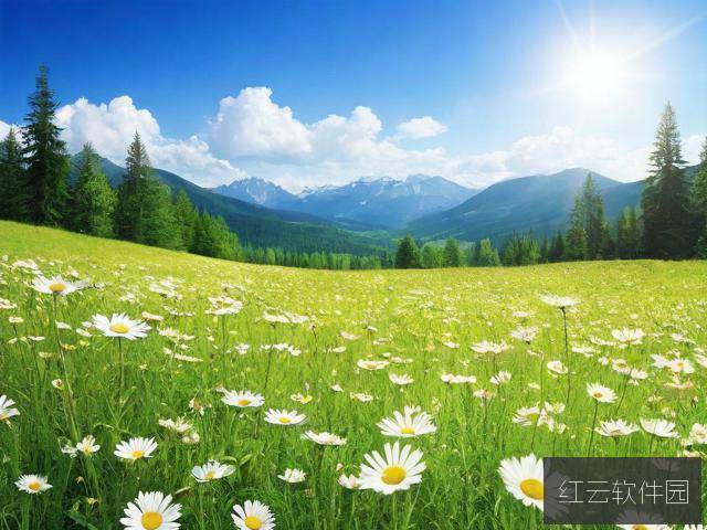 野花高清在线视频免费看,探索自然之美的视觉盛宴